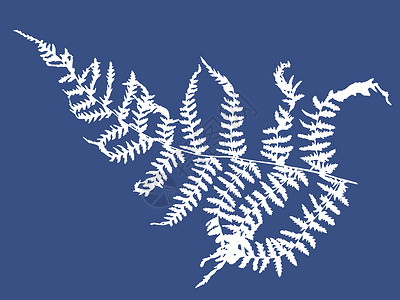 蓝色背景的产物的白色轮廓光影植物植物学插图绘画装饰季节树叶打印衬套叶子背景图片