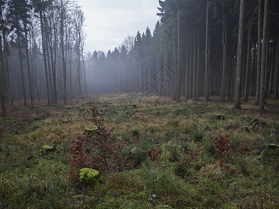 以覆盖树桩的苔和薄雾为乐 清扫干草地背景图片