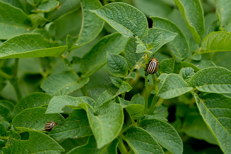 科罗拉多吃土豆叶的甲虫生物学生物叶子生态农业野生动物昆虫危险土豆收成背景图片