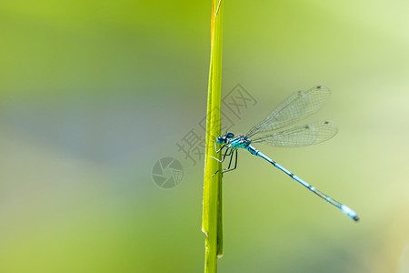 蓝色蜻蜓稀有的德国高清图片