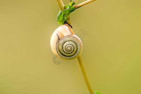 草地上的蜗牛动物群野生动物宏观动物棕色高清图片