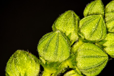 马尔瓦野草 有雨滴的药用植物曲线生长栽培特写药物黑色植物群乔木医疗绿色背景