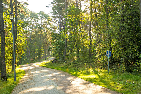 樟子松波兰波罗的海沿岸的松林 位于波兰孤独晴天松树荒野休闲空气绿色树木背景