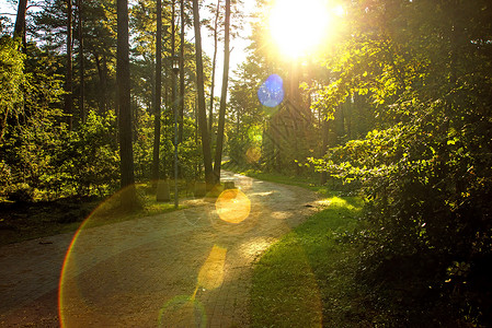 赤松菇在波兰波罗的海沿岸的森林背光线下环境平移公园荒野叶子反省风景木头全景绿色背景