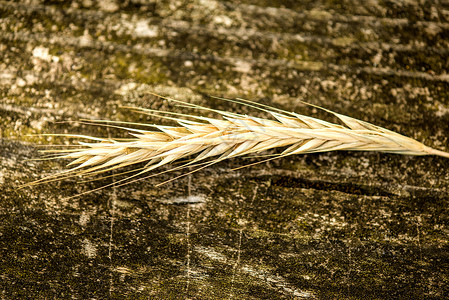 常年黑麦 旧黑麦木质植物玉米韵律文化老赖麦多色历史火种食物背景