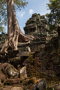 苏利耶跋摩柬埔寨吴哥窟树木高清图片