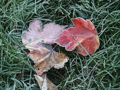 落霜叶叶草地森林树叶植物公园天气磨砂水晶橙子静脉背景