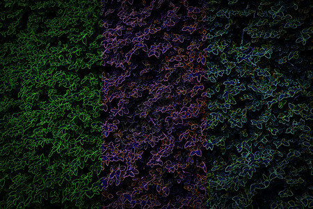树叶背景的三种音调颜色分开背景图片