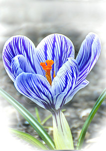 德国的克罗库斯 春花大器邮票蓝色植物宏观球茎植物群观赏雌蕊园林背景图片