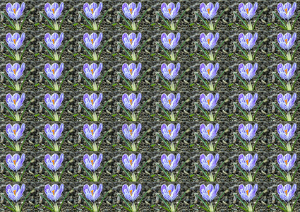 德国的克罗库斯 春花植物园林雌蕊邮票球茎观赏宏观植物群卡片蓝色背景图片