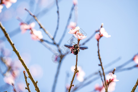 德国春天的桃花盛开植物学蜜蜂植物群灯泡昆虫头发大器野花宏观花蜜背景图片