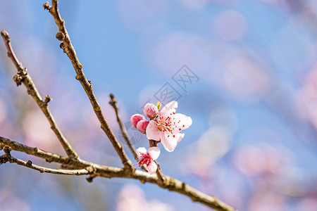 德国春天的桃花盛开季节植物群宏观大器粉色象征季节性背景