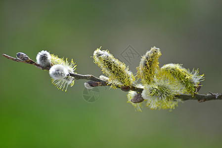 春天使者柳花开花白色季节性蓝色枝条信使植物宏观柳絮使者衬套背景