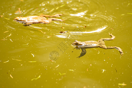 在池塘中的青蛙林蛙蟾蜍季节性野生动物动物群两栖棕色动物荒野环境背景图片
