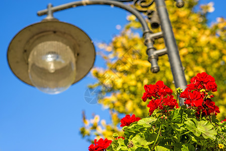 红花地配红花的街灯天空红色风格花朵装饰城市灯笼蓝色活力季节性背景
