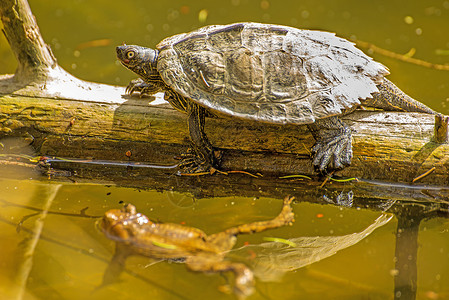 在德国湖的日光浴中 海岸小摩托车和青蛙爬虫绿色动物群动物伪装者池塘动物学水龟阳光浴濒危背景图片