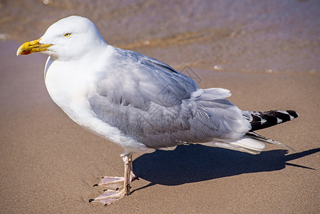 波罗的海海滩上的银鸥白色晴天灰色太阳海鸥野生动物海滩动物群海洋动物背景