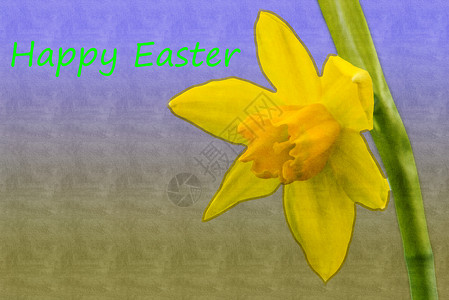 复活节快乐叶子水仙卡片黄色绿色工作室季节花瓣美丽水仙花背景图片