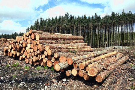 林树松树树原木 被伐木木材的工业成灰砍伐链锯记录植物群资源农村生态松林森林林业植物背景图片