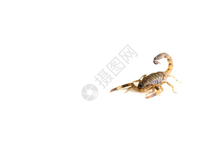 白底的棕蝎子生物危险黄色刺痛条纹昆虫荒野捕食者野生动物动物背景图片