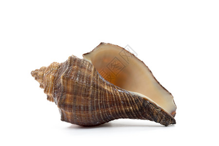 白色背景的海壳分离海滩动物螺旋贝壳海洋食物热带背景图片