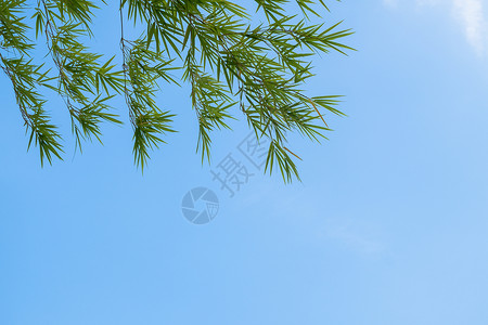 夏季背景 有竹叶和蓝天空背景的青竹叶森林植物花园树叶场地环境季节公园绿色闲暇背景