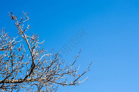 光秃秃的树清蓝天空上的树枝和树枝背景