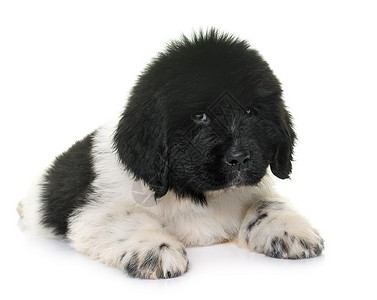黑白小白狗新芬兰狗黑与白白色黑色工作室山狗宠物动物高清图片