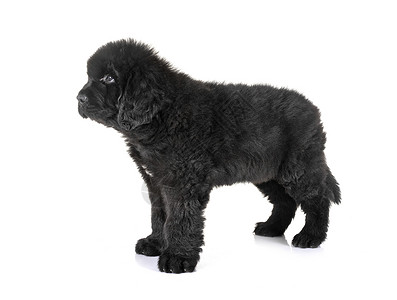 新芬兰小狗狗宠物工作室动物黑色背景图片