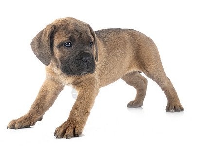 小狗可口可乐棕色灰色獒犬工作室动物宠物甘蔗背景图片