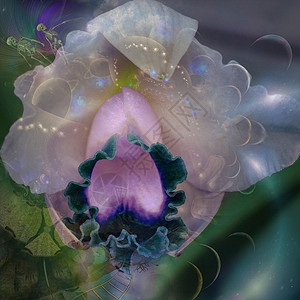 真实的花朵来源花束生活宇宙行星活力植物香气脆弱性场地背景图片