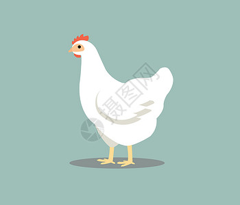 白色的鸡在灰色背景隔绝的白色母鸡 彩色鸡矢量图家禽农场插图卡通片食物孩子羽毛小鸡艺术动物插画