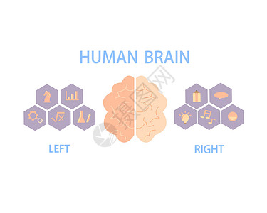 控制脾气人脑分为左右半球 控制身体和行为脑袋心理学插图当量情感逻辑知识智商绘画知识分子插画