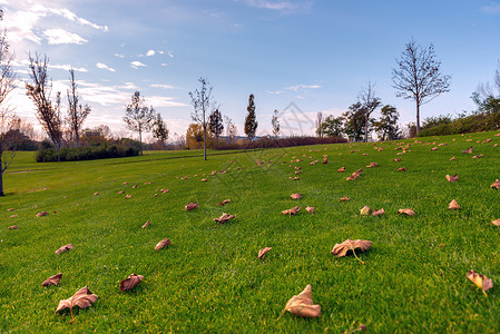 公园绿草坪阳光草叶季节场地牧场草地生长高尔夫球操场园艺背景图片