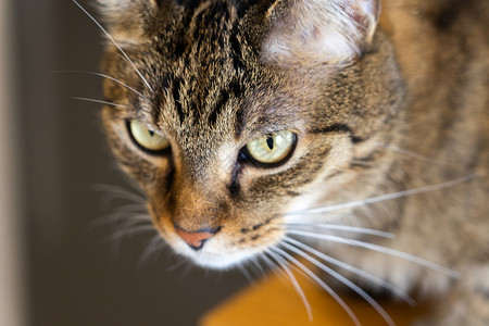 一只猫头的近身 棕色猫眼看着绿眼睛魅力白色男人小猫猫咪宠物黑鼻子蓝眼睛胡须毛皮背景图片