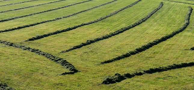 400米跨栏从上面看的农场田地干草苗条线背景