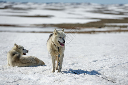 爱斯基摩犬雪中的西伯利亚胡斯基忠诚宠物团队雪橇冻结狼群犬类牵引桦木毛皮背景