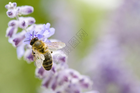 紫花蜜蜂特写视图紫色动物昆虫背景图片