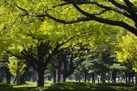 北之丸公园日本 东京马鲁努吉商业区公园城市公园树木位置商业区背景