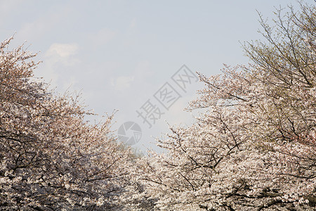 上野公园Bloom的樱桃树空间自然世界植物生命樱花落叶蓝天空格处植物群天空背景