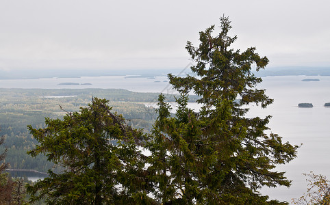提利亚科里芬兰北卡雷利利亚地区的松树地区森林国家公园岩石旅行绿色树木背景
