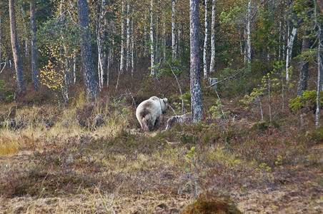 尖顶灰棕色小屋芬兰Kainuu地区的棕熊褐熊危险动物群森林动物野生动物荒野幼兽女性针叶林棕色背景