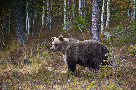 尖顶灰棕色小屋芬兰Kainuu地区的棕熊褐熊野生动物棕色树木环境食肉小屋危险森林荒野动物背景