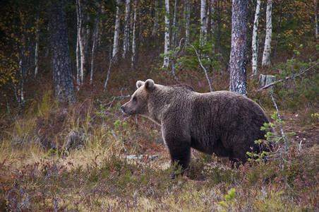 尖顶灰棕色小屋芬兰Kainuu地区的棕熊褐熊动物棕色哺乳动物环境野生动物小屋捕食者危险针叶林荒野背景