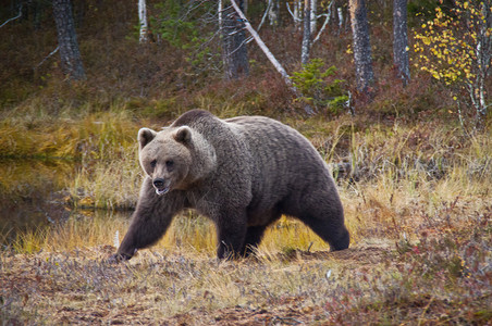 尖顶灰棕色小屋芬兰Kainuu地区的棕熊褐熊女性环境哺乳动物捕食者幼兽荒野动物群森林针叶林树木背景