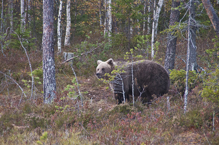 尖顶灰棕色小屋芬兰Kainuu地区的棕熊褐熊针叶林森林哺乳动物棕色动物群捕食者野生动物女性荒野树木背景