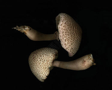 黑底两片蘑菇黑色特写视图食用菌背景影棚拍摄背景图片