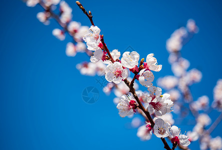 开花的杏树枝详细视图蓝色白色季节天空花园风景植物群花瓣花朵植物背景图片