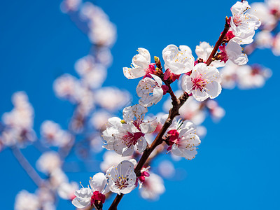 开花的杏树枝详细视图杏花季节天空蓝色粉色风景园艺花瓣植物植物群背景图片