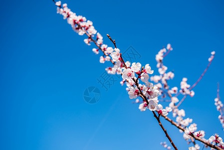 开花的杏树枝详细视图粉色花朵白色杏花风景天空花园植物群花瓣植物背景图片